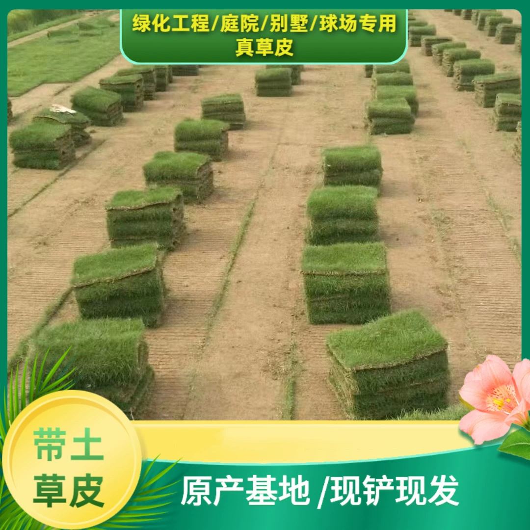 Прямые поставки из Шэньчжэня, Тайваньская газонная база, оптовые сорта газонов, морозостойкие и устойчивые к подтаптыванию, поставляются с почвой.