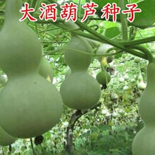 ��ƺ��J�N�Ӿ��ɺ��J�N�ӌ����J�N�����������߲˷N���^�p����