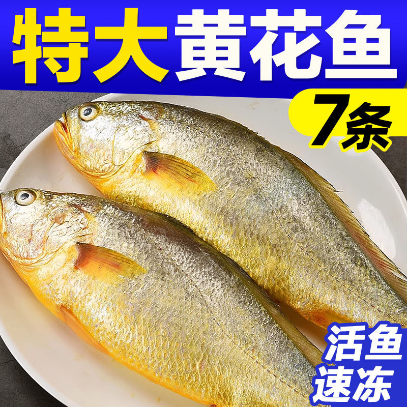 大新鲜黄花鱼大深海黄鱼海鲜冷冻黄鱼一整箱固形物70%批发