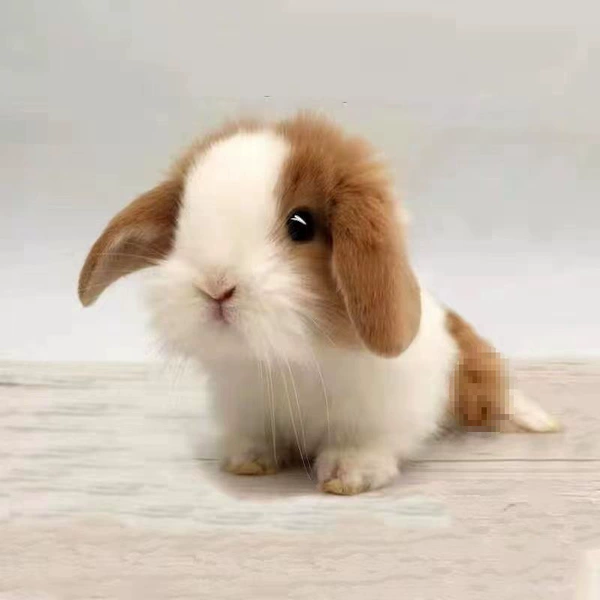 Yellow and White Daoqi Moral Rabbit