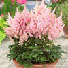 New women's potted large seedlings with flowers with flowers to ship yin -resistant flower courtyard balcony plants perennial cold -resistant flowers