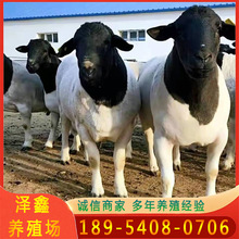 杜泊綿羊養殖場 頭胎懷孕母羊多少錢一只 小尾寒羊改良肉羊羔出售