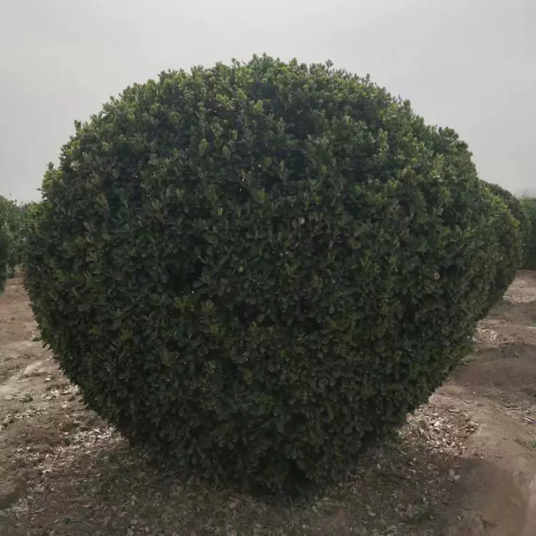 Большие шары из самшита с листьями, большие шары из самшита с листьями, полные характеристики, высокая выживаемость больших шаров из самшита с листьями.