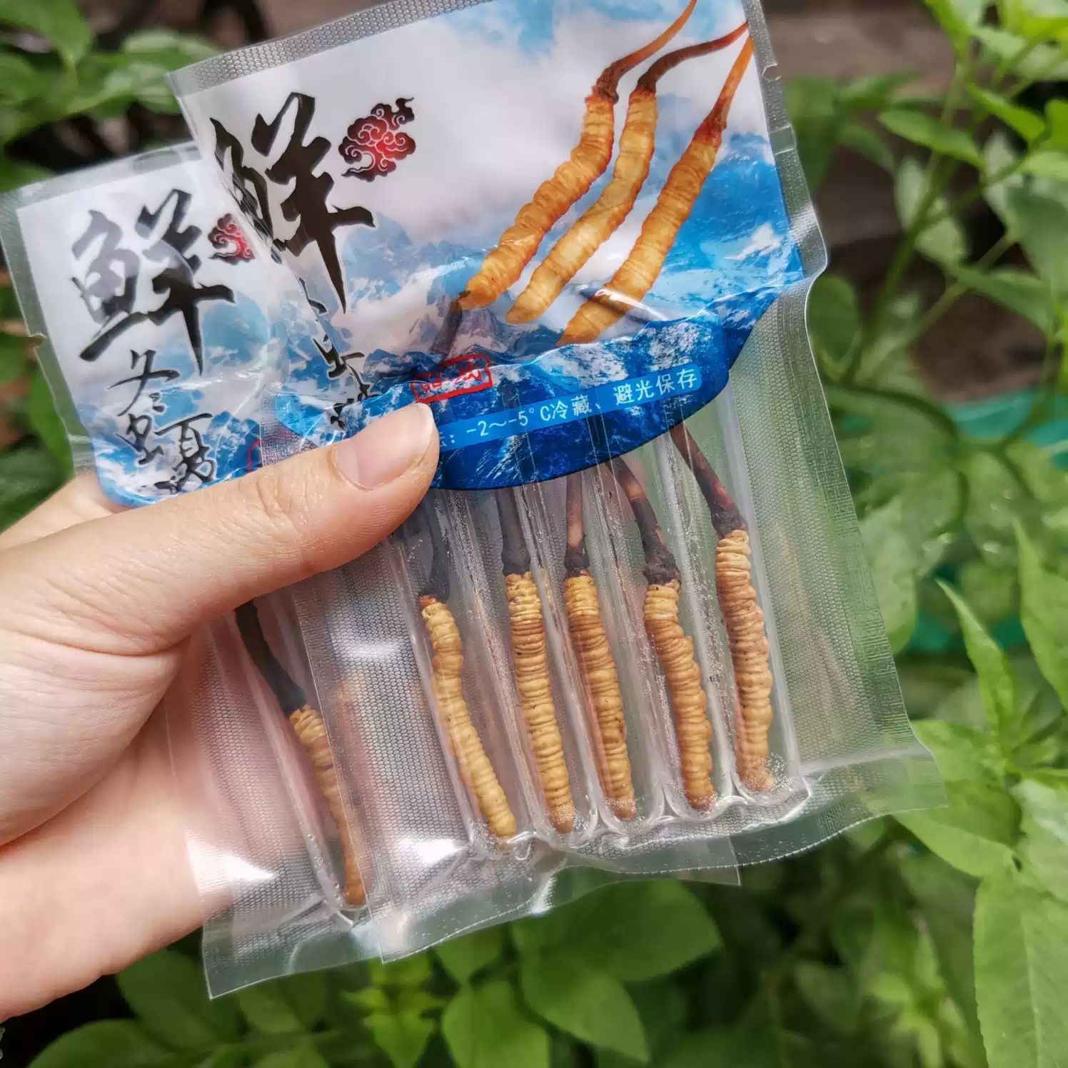 批发正品冬虫夏草大量批发 虫草虫夏草云南虫草