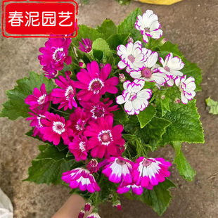 Gua Ye Ju Winter Cold-Resistant Potted Florals Multi-Color Winter Florals Qingzhou Grass Flower Base Construction Site Greening Seedlings