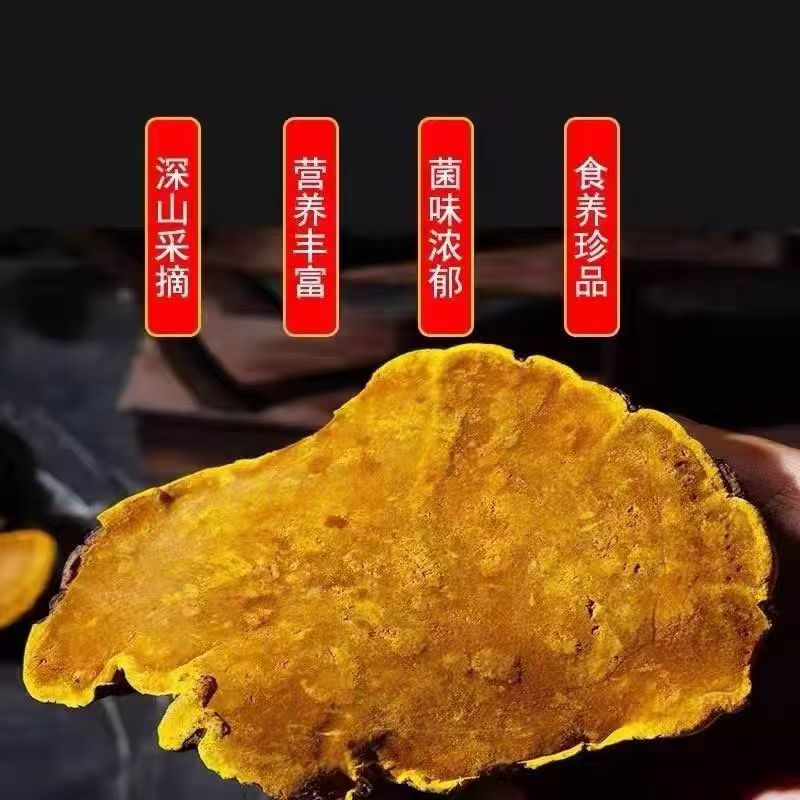 Sang Huang Mulberry Yellow Fungus Sliced 100g Bag Traditional Herbal Wellness for Middle Aged and Older Adults in use