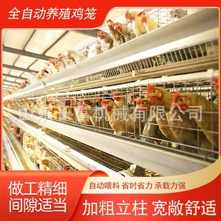 蛋鸡笼鸽子笼全自动肉鸡H型养殖笼多层阶梯式鹌鹑笼肉鸡A型育雏笼
