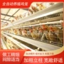 多层a型自动肉鸡蛋鸡笼