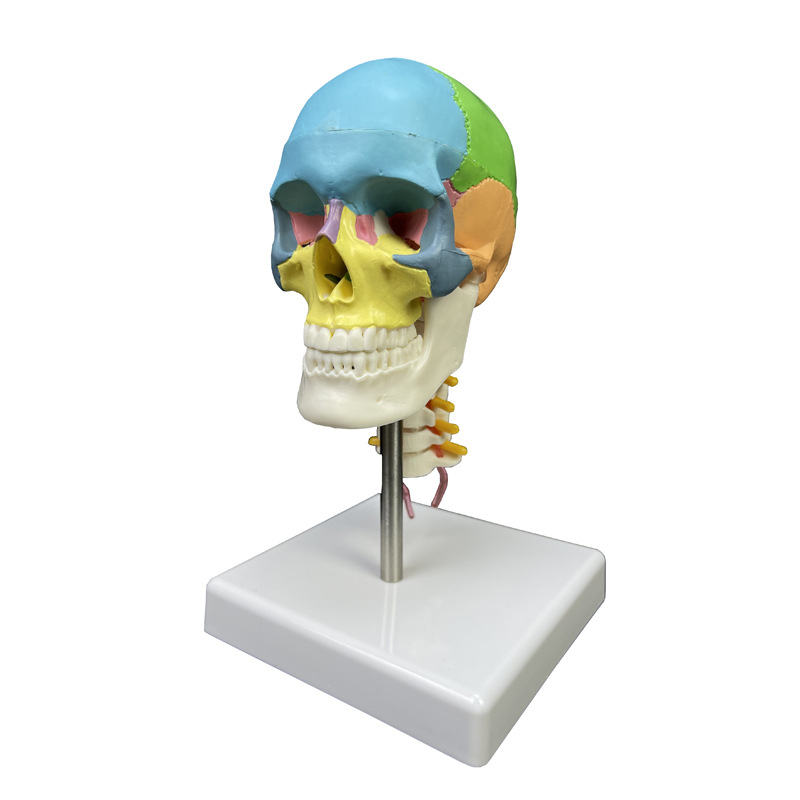 Physiological skeleton