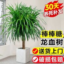 龙须树龙须铁龙血树多头花卉盆栽室内客厅大型绿植花卉美化空气