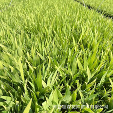 批发老鸢尾水生鸢尾 蓝花黄花鸢尾 湿地绿化景观工程 蓝花鸢尾