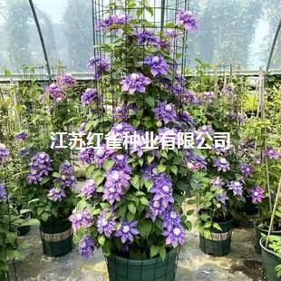 Клематисы корневые цветы в горшке зеленые растения Клематисы Цветочная рассада двойные балконы Four Seasons двор вьющиеся виноградные растения