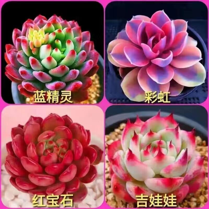 多肉植物卸売鉢植え組み合わせ花屋内ルビーエデナス高級多肉植物ガーデニング|undefined