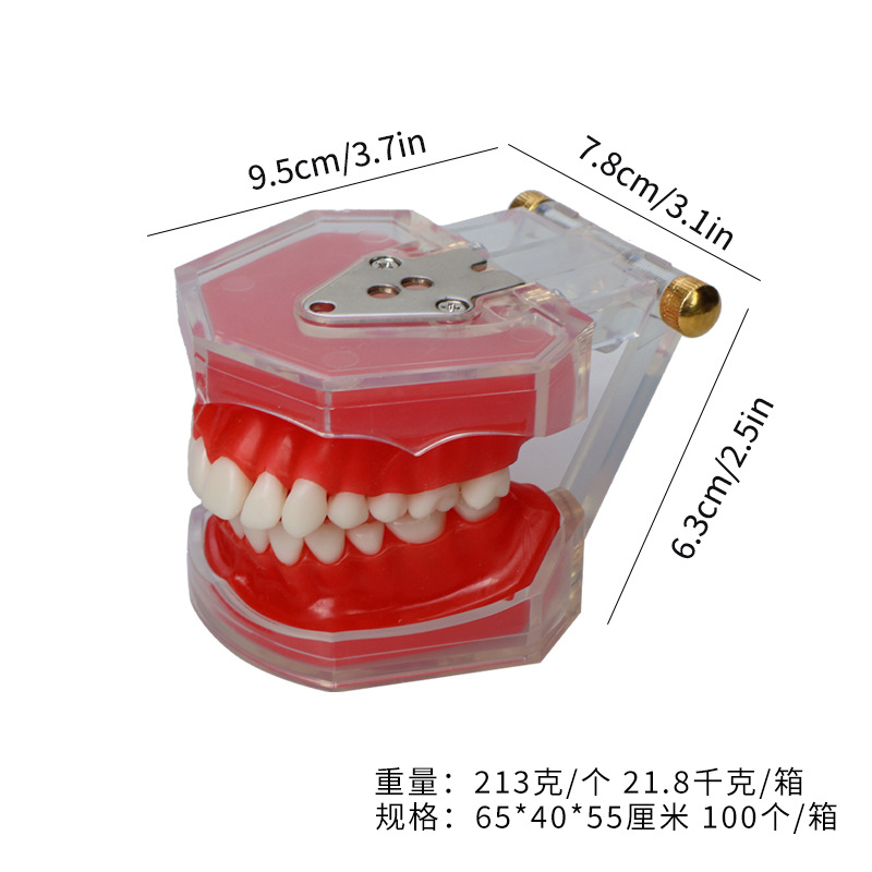 Modelo de práctica extraíble para la enseñanza oral de dientes dentales