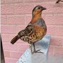 �¿��񼦼�ý��ģ��԰���񼦻����񼦰ڼ�������ë�񼦼�����