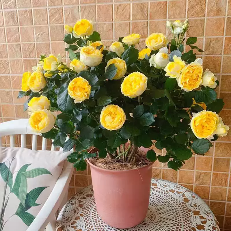 Саженцы цветов канарейки, ароматные горшечные растения для балкона, террасы, микромесяца, цветущие в любое время года, очень большие цветочные растения, розы