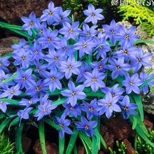 一件代发葱兰花苗风雨兰韭菜兰葱莲石蒜庭院绿化花卉工程苗室内外