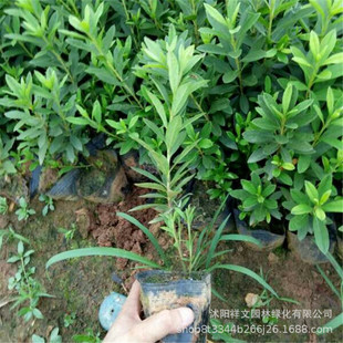 ���۾G������ ë���NС�� ���N ӳɽ�t ɫ�K�� �G�����̘�������