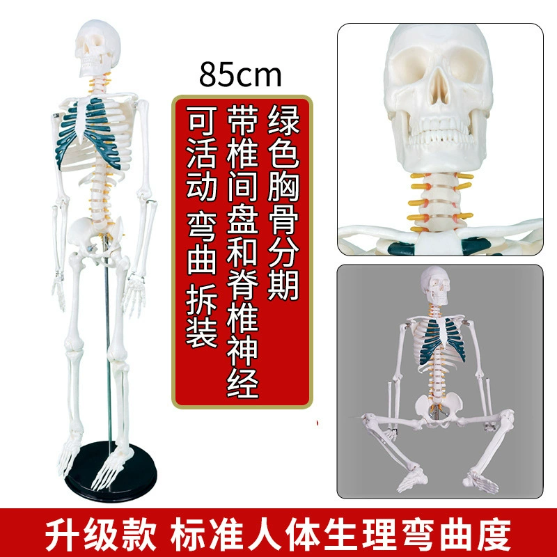 Physiological realistic removable skeleton, medicine toy, human bone