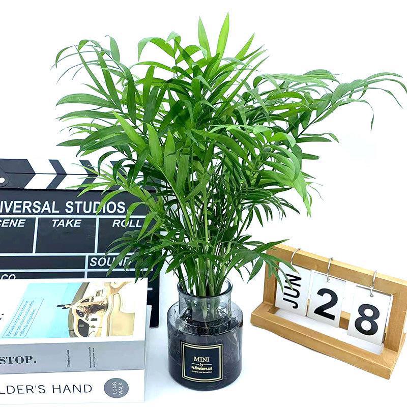 富贵椰子盆栽散尾葵大植物袖珍椰子苗凤尾竹室内客厅办公书房花卉