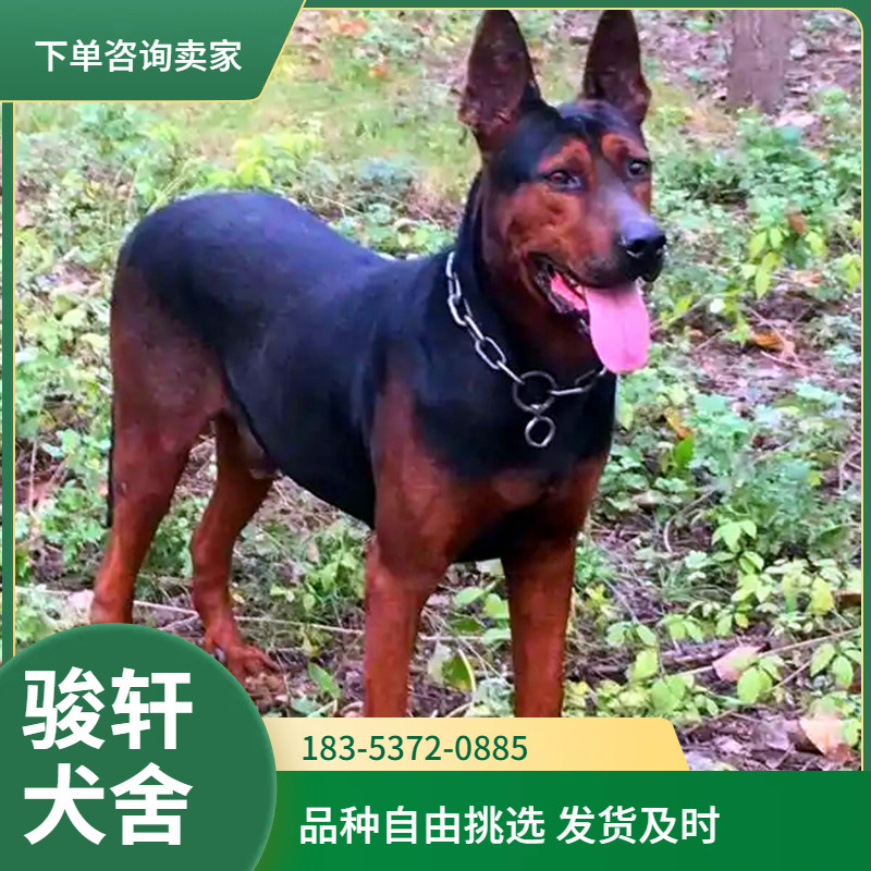 批发纯种莱州红犬幼犬活体苏联红犬巨型大型护卫犬幼崽虎头莱州红