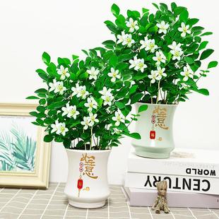 Dajiu Li Xiang Thyme Potted Green Plant Flower Indoor Living Room Bud Plant Four Seasons Fragrant Mosquito Repellent Easy to Grow