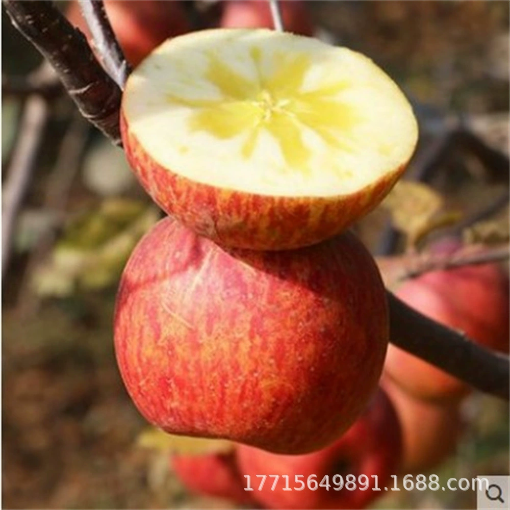 Сад посадка саженцев яблок на юге и севере сада саженцы яблони красный Фудзи Новая Звезда Яблоко выживаемость высокая