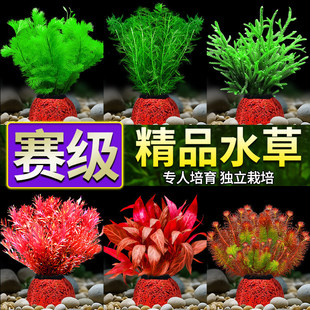 �~��ˮ��ֲ����쾰�[��ˮ������ˮ�������G���B�~���ˮ��