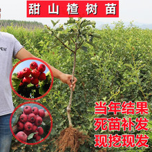 ɽ高���箔��Y���޽��ش����Ե��Թ����ϱ���ͥԺ����ɽ���