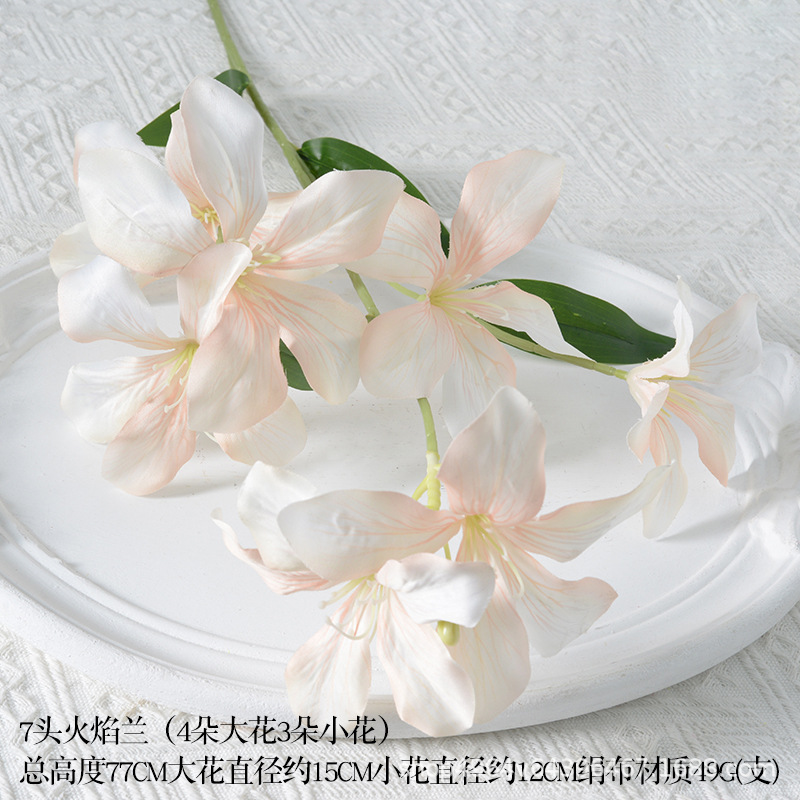 7 heads flame orchid champagne