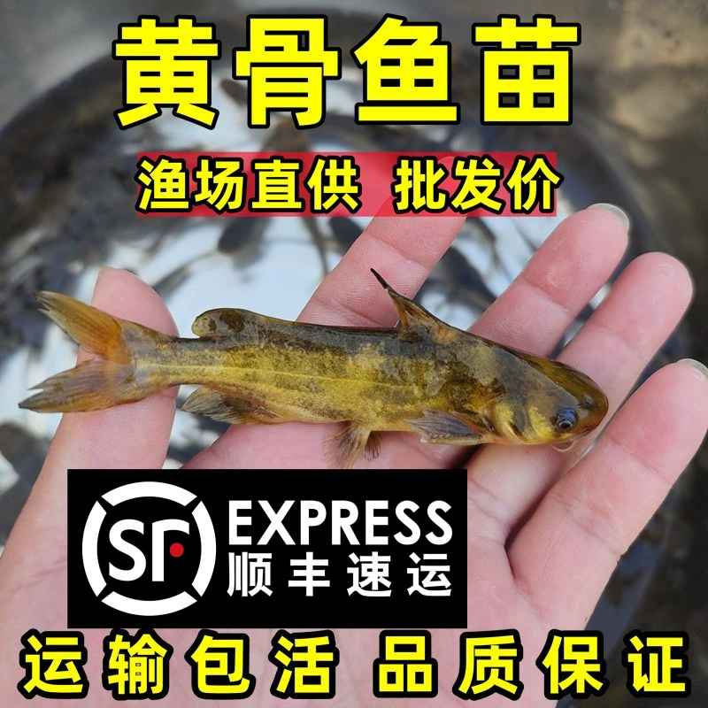 Желтая пряная жареная рыба кубиками, жареная желтая сомовая рыба, жареная желтая костная рыба, жареная желтая утиная рыба, желтая пресноводная культивированная съедобная живая рыба пангасиус.