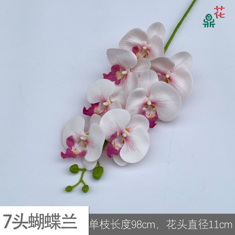7 phalaenopsis GFG #20 로즈 코어 화이트