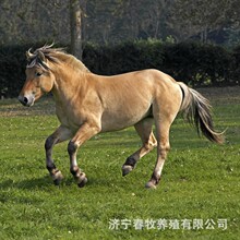 可爱萌萌的小矮马是什么品种 儿童骑乘矮脚马活体 迷你马袖珍马