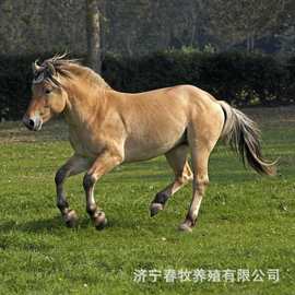 可爱萌萌的小矮马是什么品种 儿童骑乘矮脚马活体 迷你马袖珍马