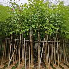 移植苗红花风铃木树苗大树米径5-10公分假植苗别名洋红风铃木树