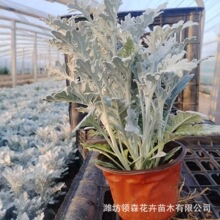 �y�~���ļ��^�~�҃���ͥԺ�������������^�p�y�~������ѩ�~�y���