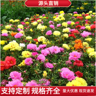 �ذ�̫ꖻ��N���ļ���˹�շN���̨��ɫ�҃������Ի��ѝM���Ǳ���