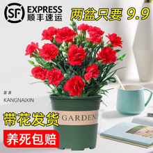 ����ܰ�r�����Ԏ������Wʯ����ʯ�񻨻��҃ȾGֲ�ļ�ˮ��ֲ��