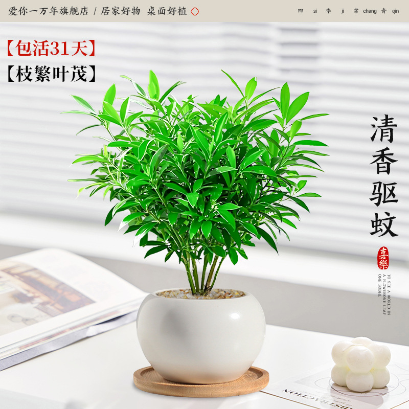 모기퇴치대나무와 편백나무 + 백옥 세라믹 세면대 + 대나무 쟁반 (포장석 + 영양액 포함)