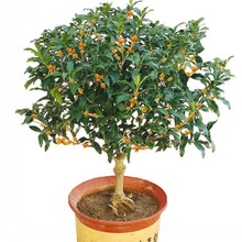 一件代发庭院四季开花八月金桂花银秋季庭院盆景花卉阳台秋季地栽