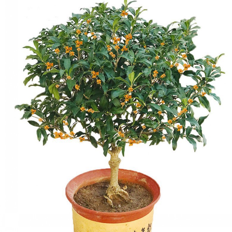 一件代发庭院四季开花八月金桂花银秋季庭院盆景花卉阳台秋季地栽