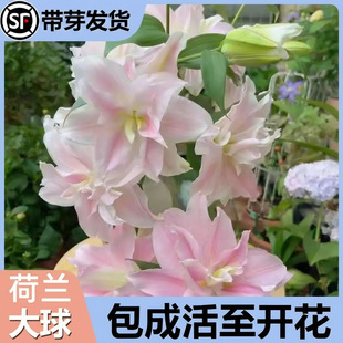 �ذ��S��԰ٺϷN���ش���ѿ������ˮ�ٺ��ļ��_��������