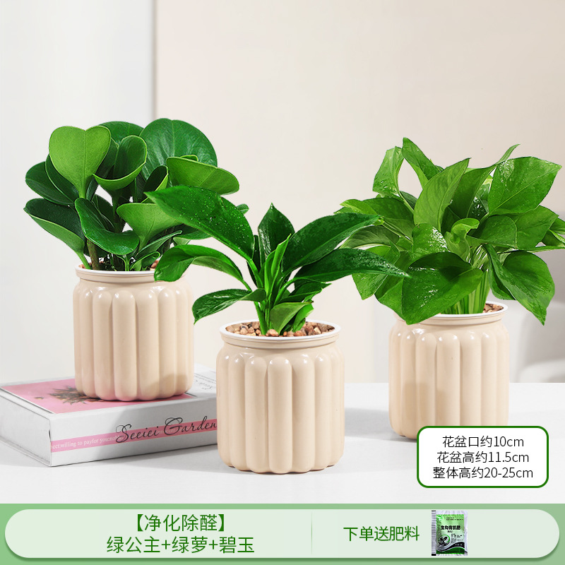 [정화 및 알데히드 제거] 그린프린세스 + 포토스 + 재스퍼