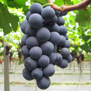 ���ј������Nֲ���ј��m����ꖹ�õ��޷��{��ʯ�����箔��Y��