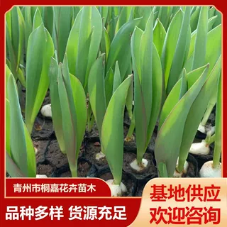 卉郁金香基地批发四季开花好养活郁金香盆栽花坛原土花苗阳台花