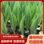 基地盆栽四季开花郁金香