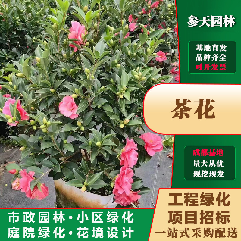 重庆贵州四川茶花大杯茶花小杯茶花袋苗茶花杯苗茶花地苗