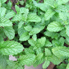 美國薄荷芳香植物 美國薄荷芳香植物批發 促銷價格 產地貨源 阿里巴巴