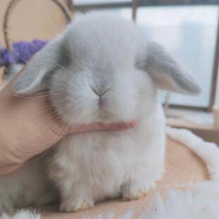 �����û���˪�״������_С¹�S������Ѫ���m�۶�С�͌������ӻ��w