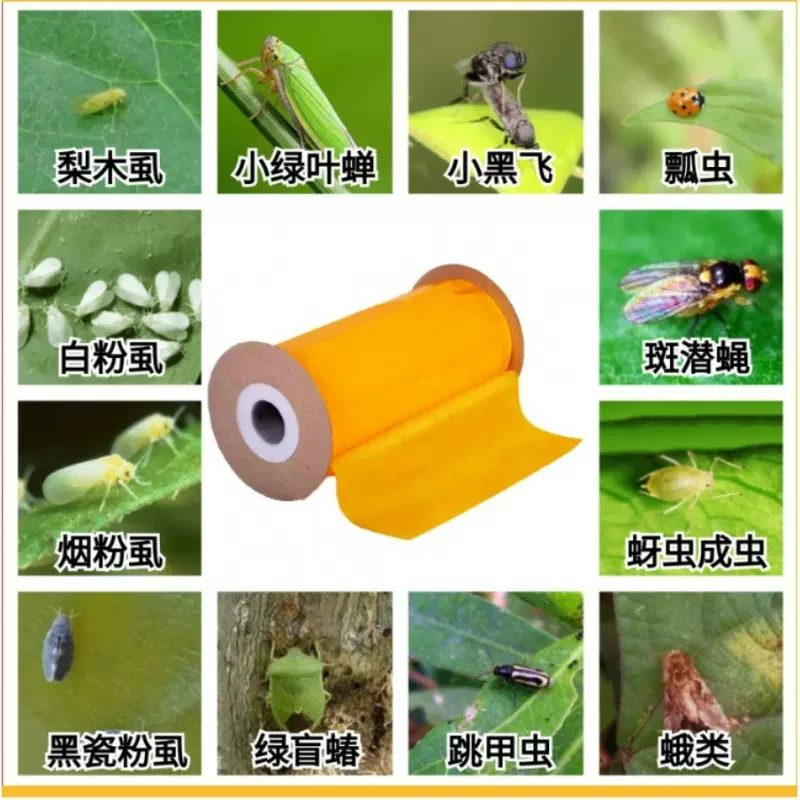 跨境粘虫带树木防虫胶带大棚园林温室用双面粘虫工程绿化用诱虫带